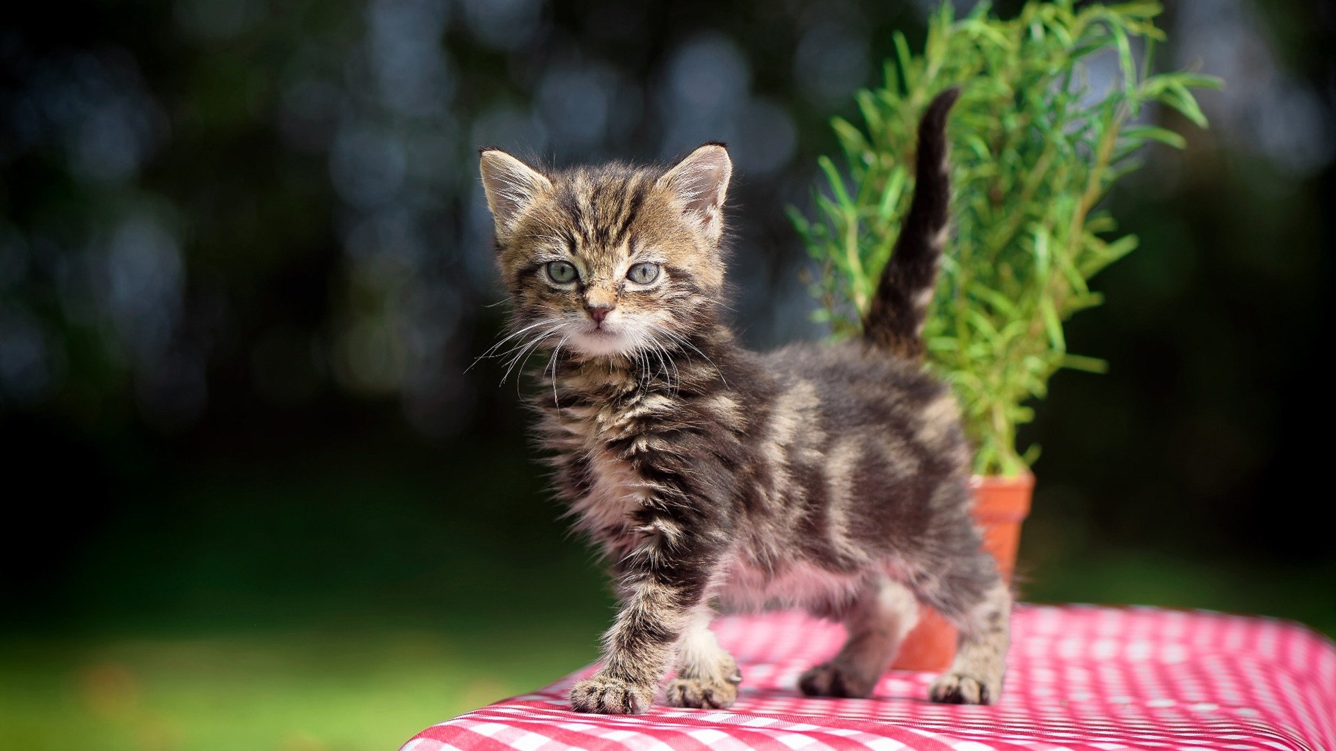 国际马术比赛,骑士与马匹的优雅舞蹈,骑马比赛的视频