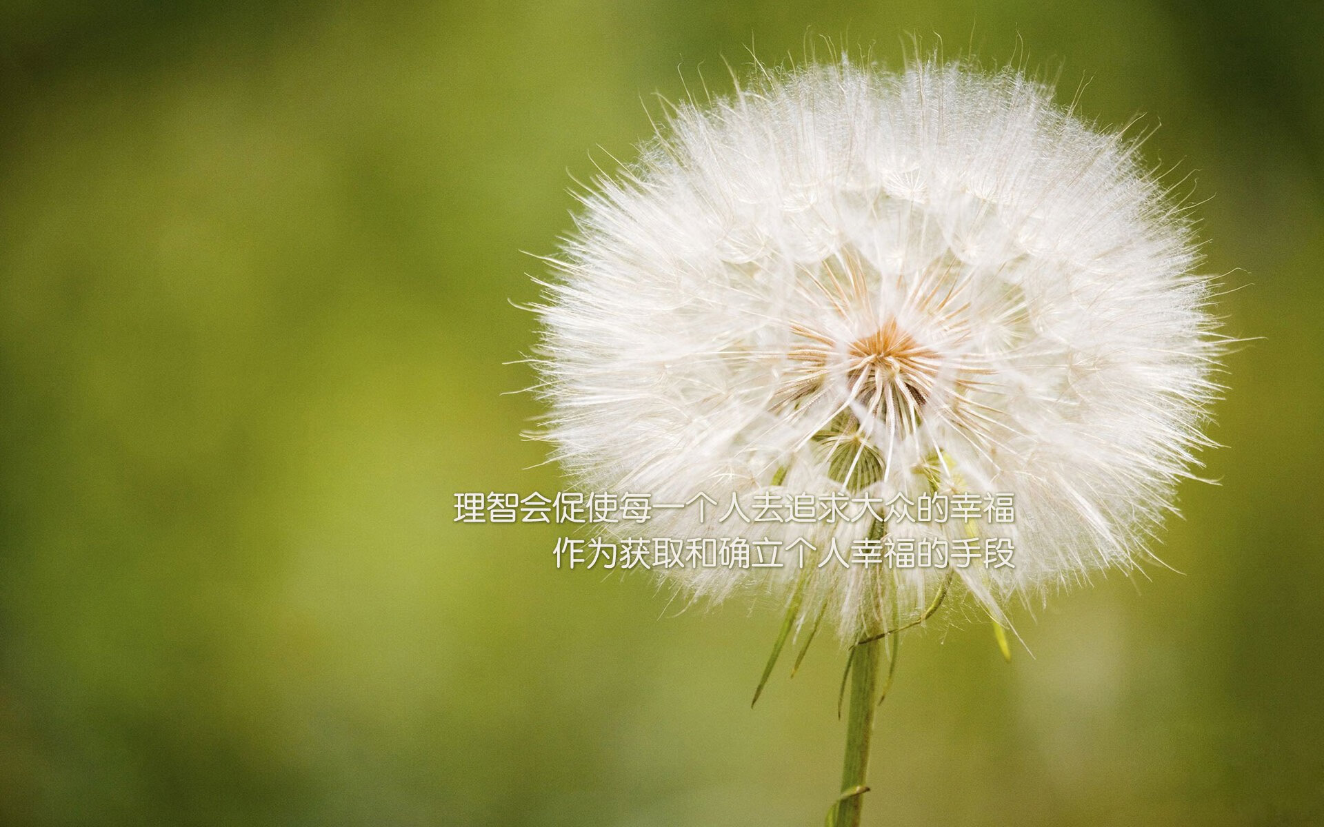 布朗、蒂格和塔图姆领衔的凯尔特人目标夺冠，凯尔特人布朗打什么位置