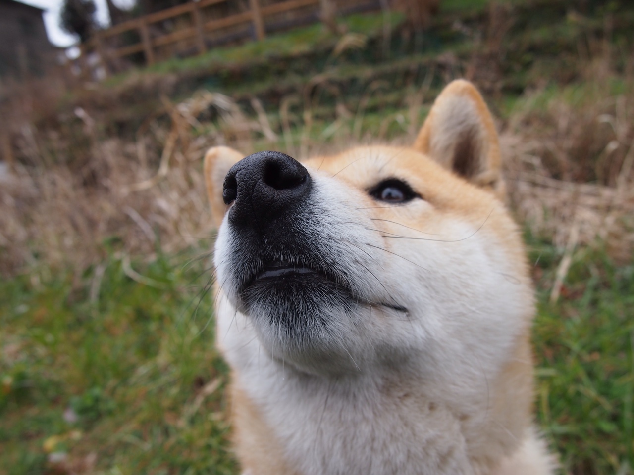 伊朗男足止步八强,惜败中国香港队,伊朗男足亚洲杯